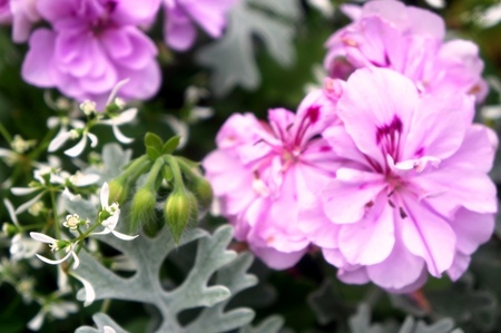 2012-7-11八紘学園菖蒲2 073.jpg